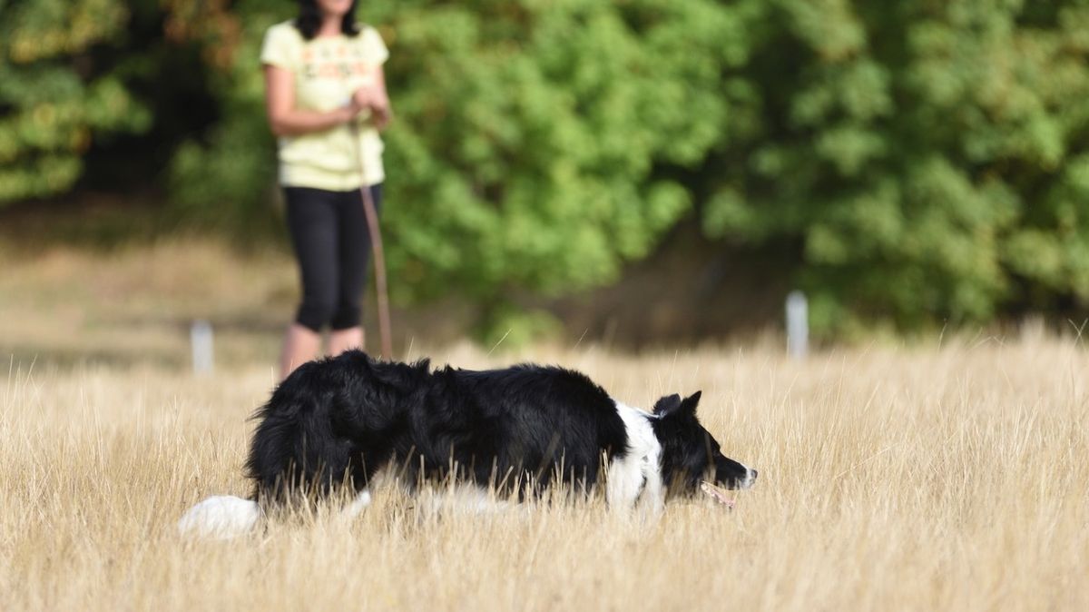 Nejdražší ovčácký pes se prodal za statisíce, do aukcí se zapojují i Češi